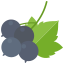 Currants