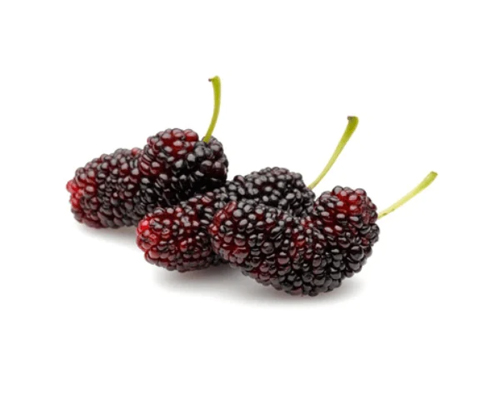 Mulberry Magic